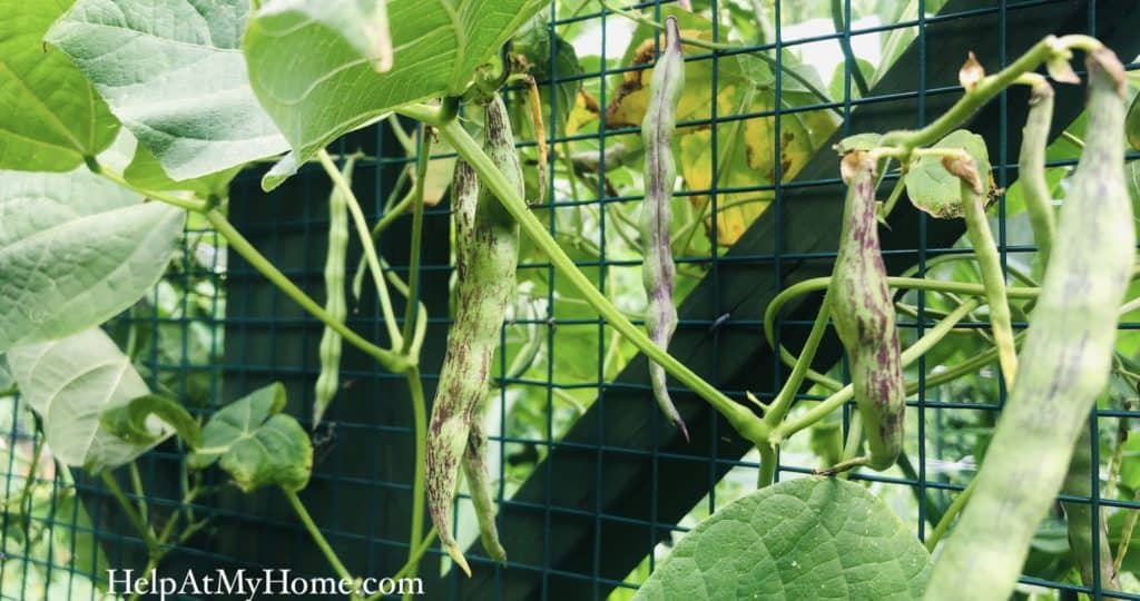 How To Grow Rattlesnake Pole Beans