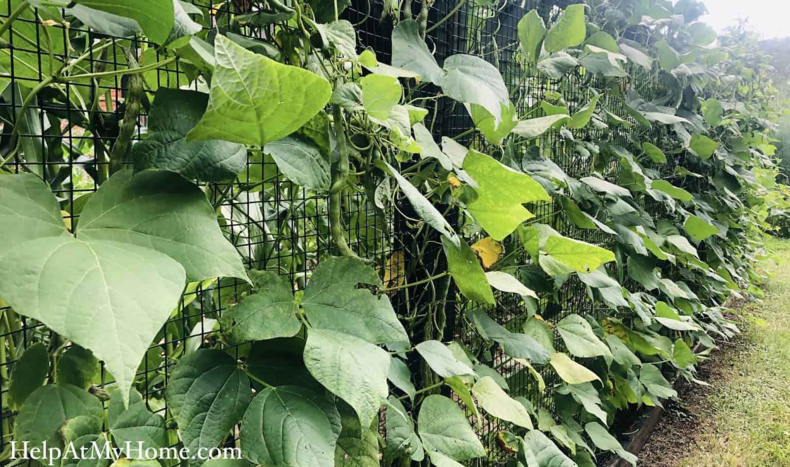 How To Grow Rattlesnake Pole Beans | Help At My Home