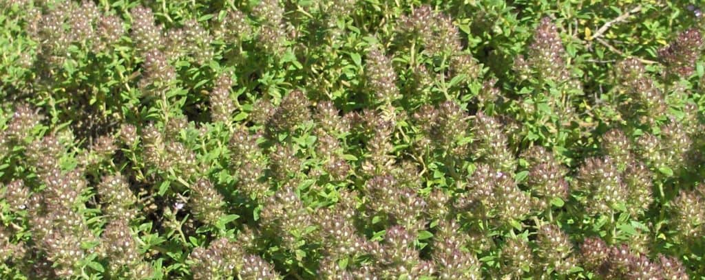 Red Creeping Thyme Plant Guide