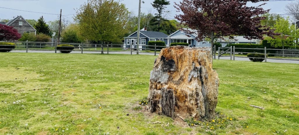 How Do You Remove A Tree Stump?