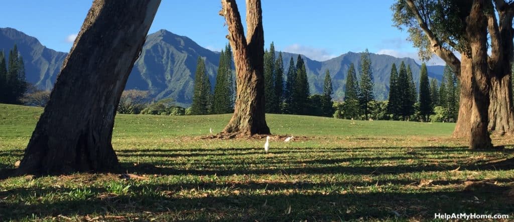 What Are Zero-Turn Lawn Mowers?