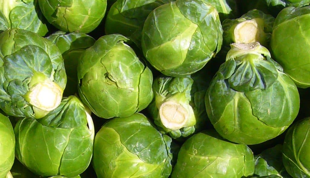 How To Grow Brussels Sprouts In Your Home Garden
